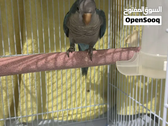 كويكر تركوازي للبيع