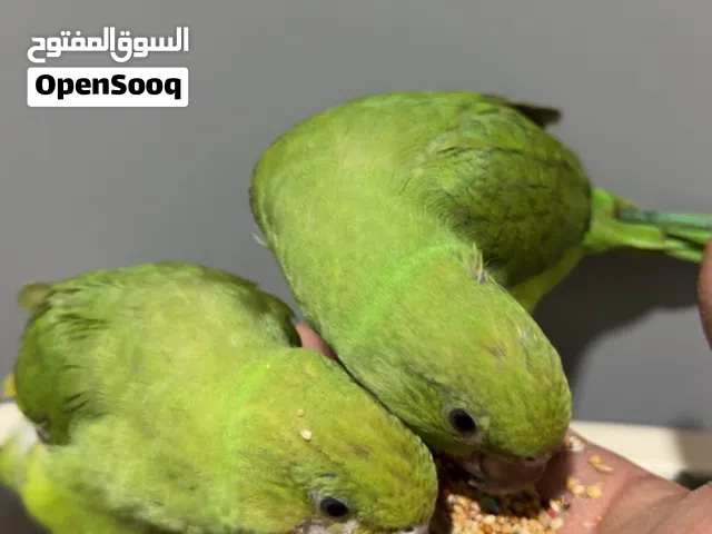 للبيع الدره الأخضر اليف جدا و لعوب