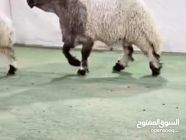 خروف فحل صنف