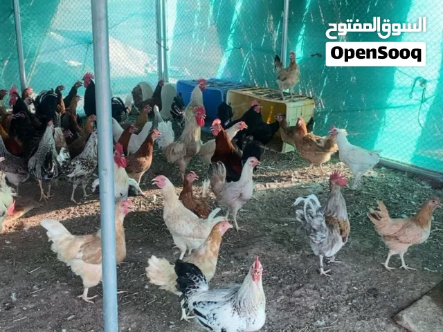 للبيع دجاج عماني فرنسي مهجن بياض شوف الوصف