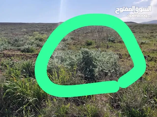 عصارة نبات باريج
