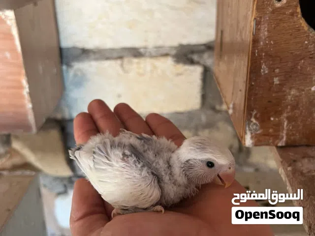 انتاج بركديلو العدد 15طرف وسعرهم كويس تبي تاخد بي طرف ولا جملة
