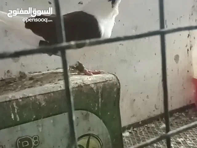 جوزين بدهمش شرح جوز طارد ع بيض وجوز معهم فرخين