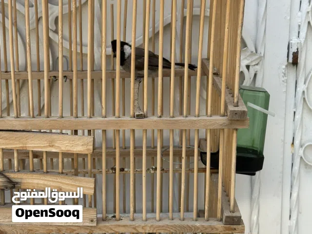 نثيه صيد منطقه ذيل نسل طيره شرط تغريد