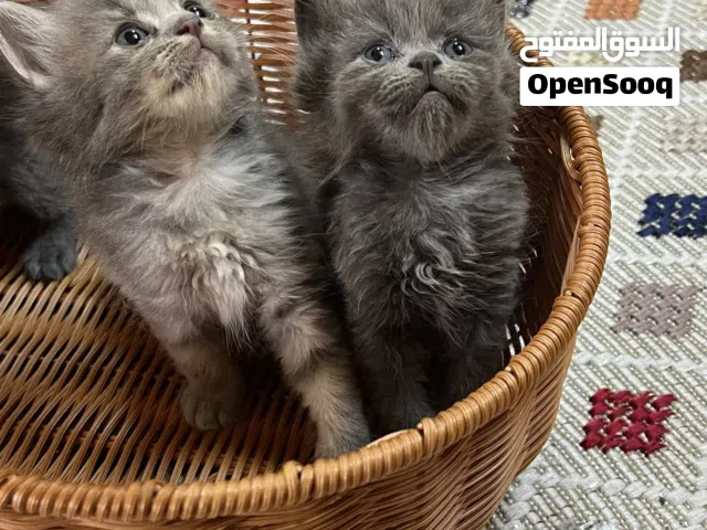 قطط صغيرة ذكور واناث