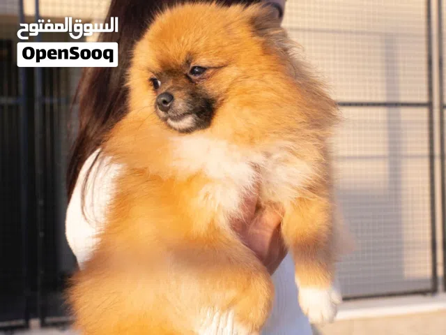 Looking for a cute, fluffy companion? Our beautiful Pomeranian puppies are now available!