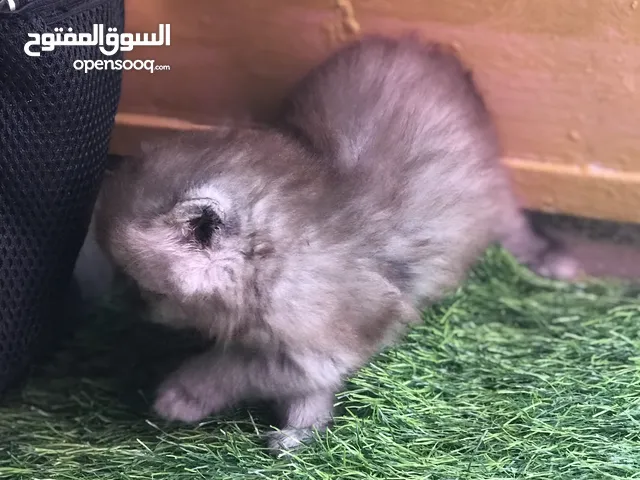 قطط هملايا  وشيرازي للبيع