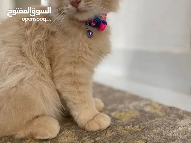 قطه شيرازية للبيع persian cat for sale