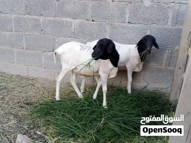 للبيع كبشان صوماليا مطعومات