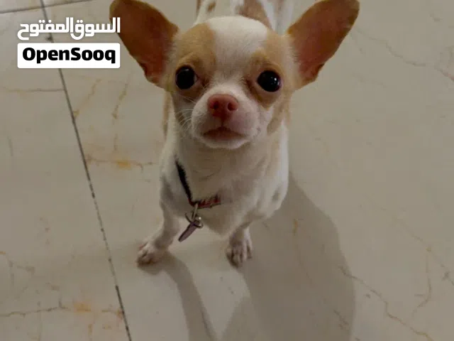 للبيع انثى وذكر شيواوا