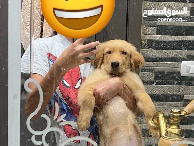 Golden retriever