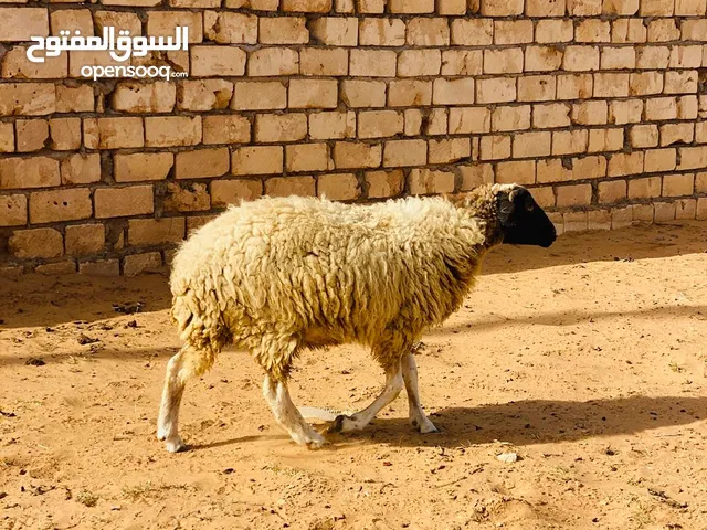 2 نعاج اعشار مقربات للبيع وطنيات