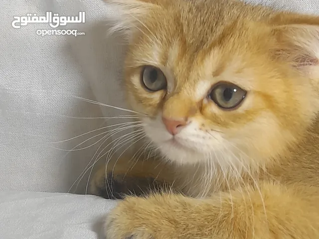 3 زكور جولد ان واي 12 و11