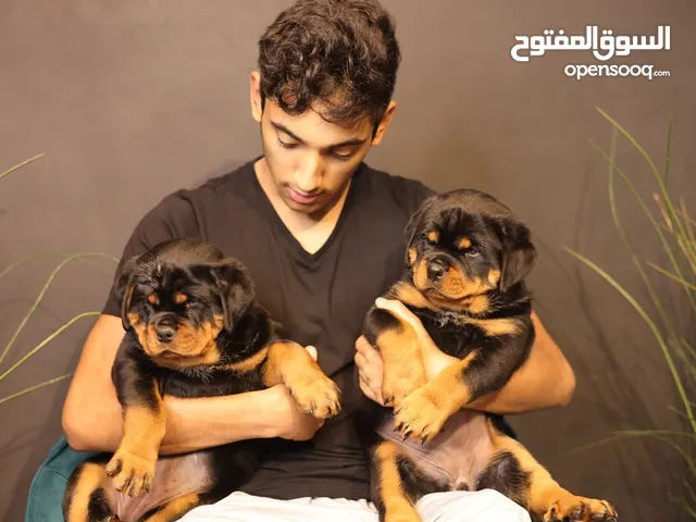 Rottweiler Puppies Available