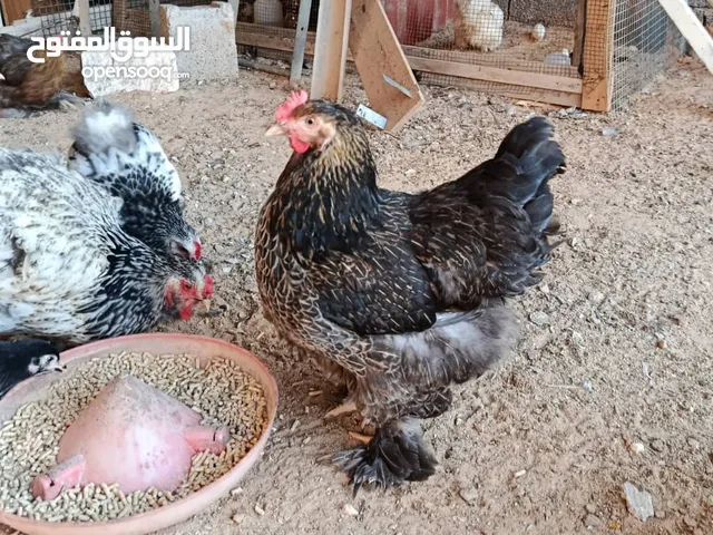 دجاج لللبيع