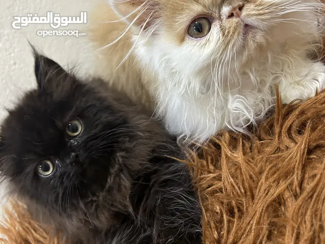 قطط هاف بيكي فيس وبيكي فيس