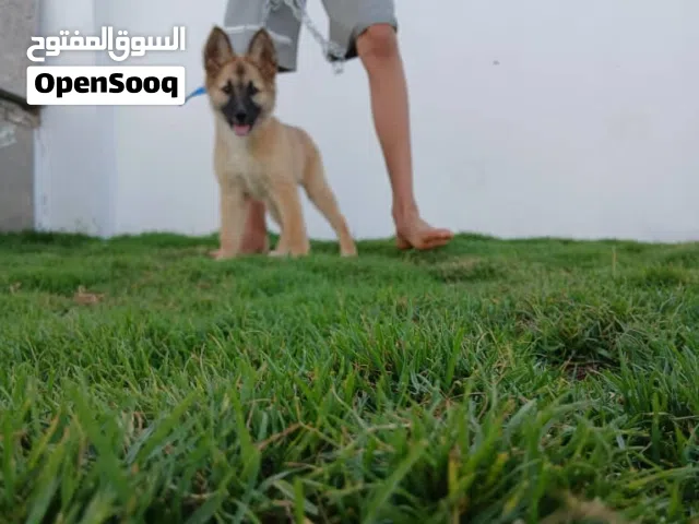 كلب ربي يبرك للبيع