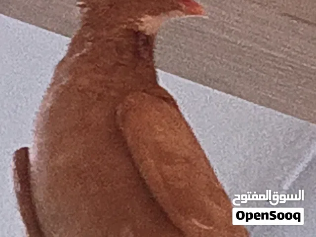 شاملي باحمر