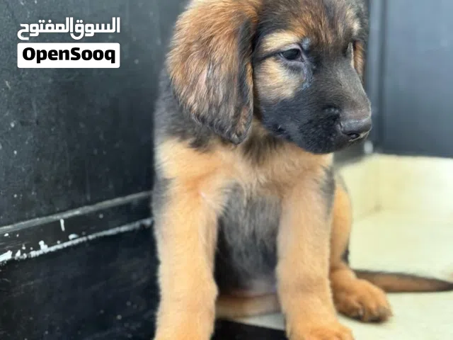 جيرمن شيبرد لونج هير سلالة نادراً