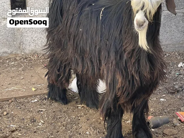 تيس عماني فرصة