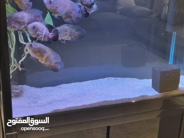 حوض سمك للبيع مع اسماك اوسكار 15 سم