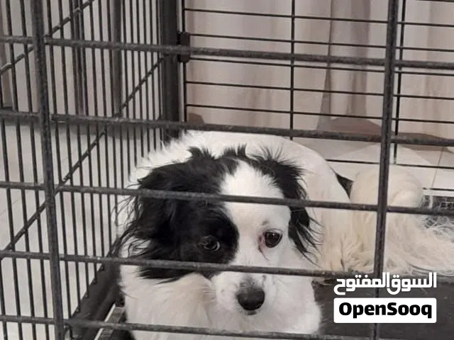 كلب العمر سنه ونص