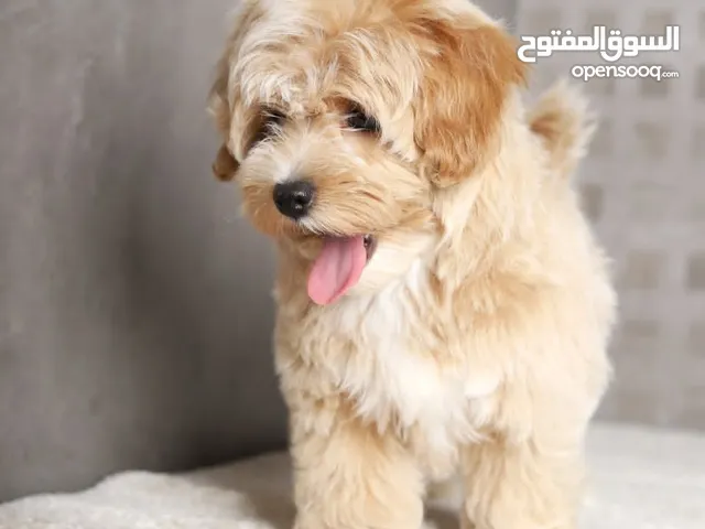 Maltipoo جراء مالتيبو