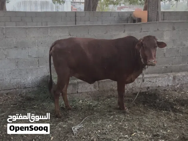 بقره عشار بكر باكستانيه جرسي
