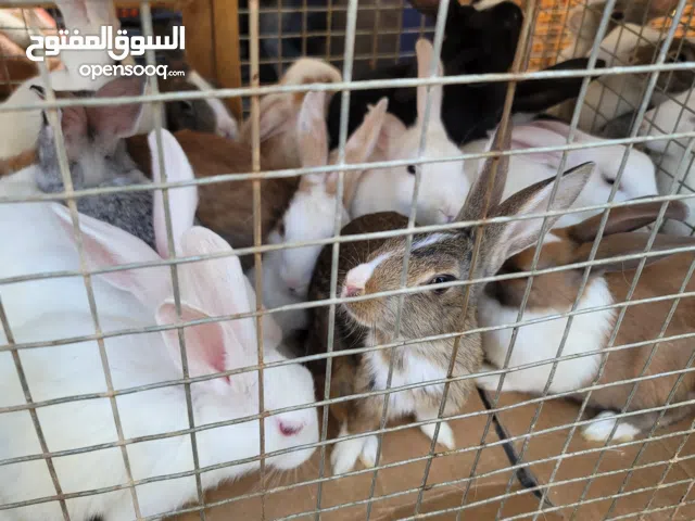 حيوانات.... ارانب.... بط..... حمام