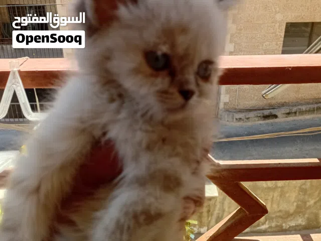 قطه هالاياهادئه وجميله للبيع نطيفه ومتعوده على اللتر بوكس