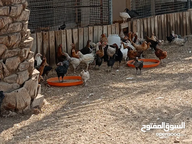 دجاج عماني عمر شهر ونص 600للجملة
