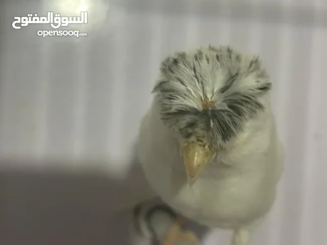 طيرة جلوستر ع جهوز شوف الوصف