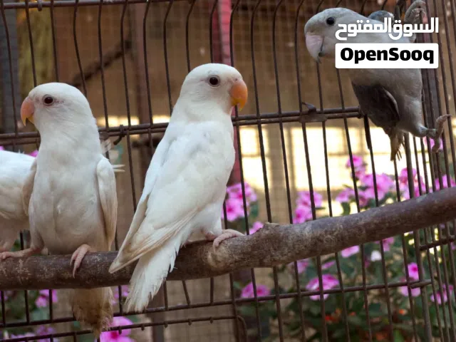 انتاج روز [ربي يبارك]