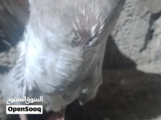 فروخ حمام دبح عددهن سته طرىفات غلاض وسمان إنشالله