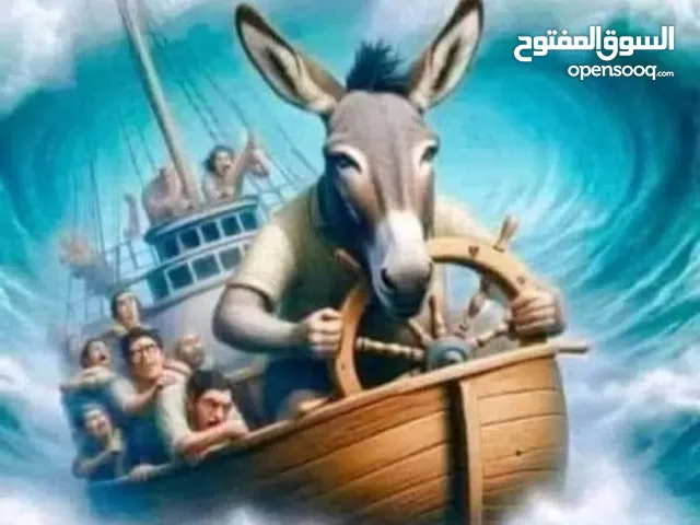 كلب شيواوا للبيع مدينه نصر