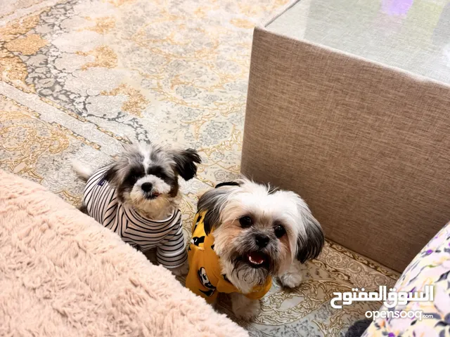 Kids and adult friendly Shihtzu puppy with passport and microchip fully vaccinated