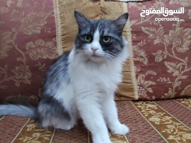 Female Persian mix breed cat 2600 Aed (Negotiable)