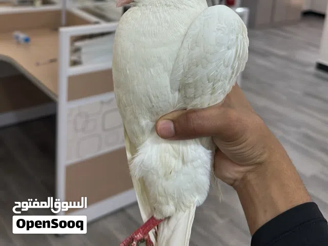 حمام زينة مستورد مدرب