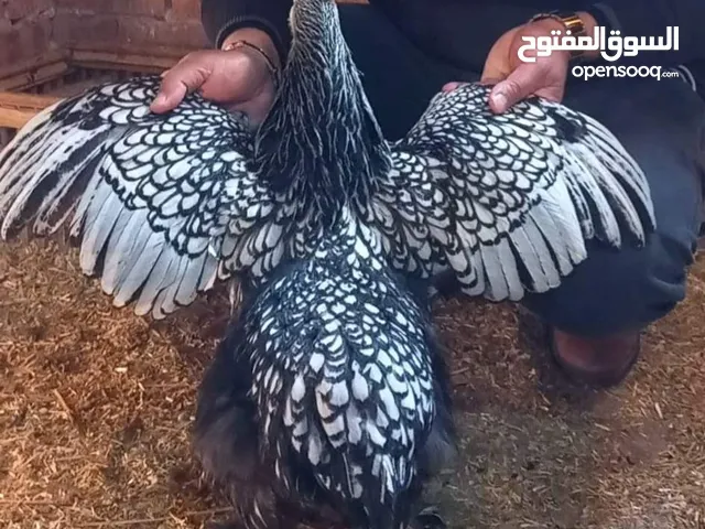 طيور براهما سبرايت خوارج تب التب