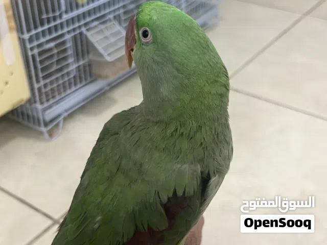 متوه نيبالي ربوه متكلم
