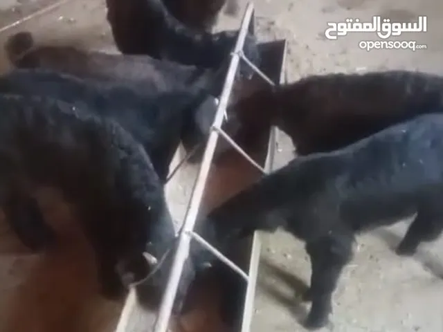 5 سخلات و3 جديان شاميات نخب النخب مقنوي تبارك الله كلهن سلالات مستوى نظيف وعنزه شاميه سوبر