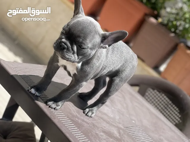 فرينش بولدوج