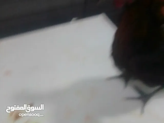 دجاج سبب البيع السفر