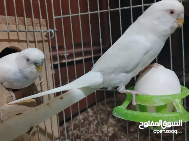 طيور حب البينو عين حمرا للبيع التواصل خاص الله يبارك لا صاحب النصيب...............................