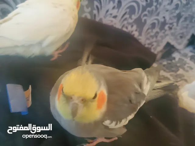 كوكتيل اليف
