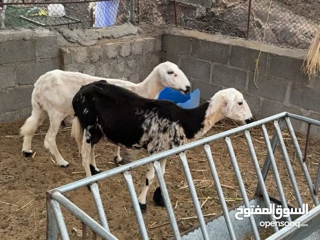 جعد تهجين نجدي