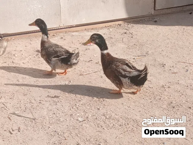 بش ذكر عدد ثنين