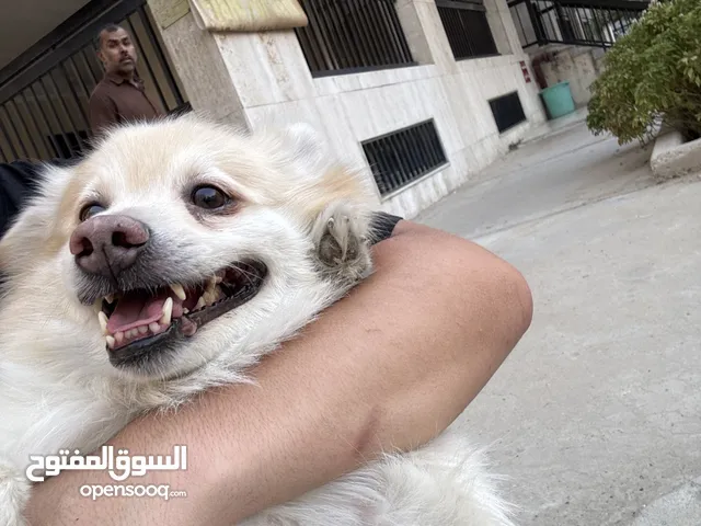 كلب للبيع عمره 4 سنين