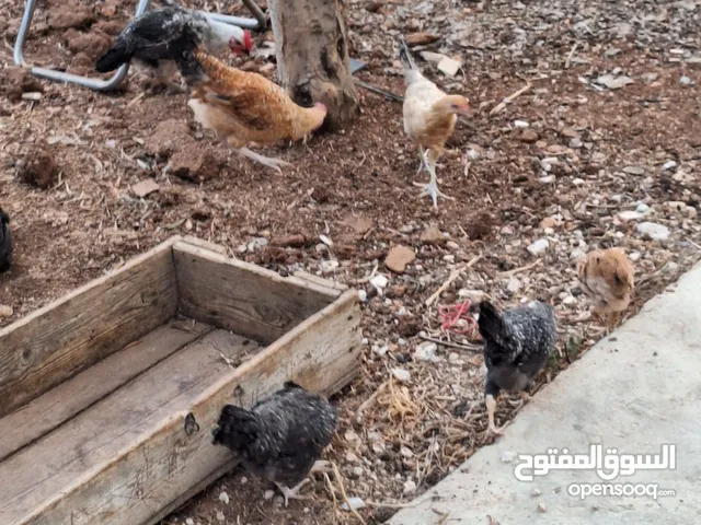 دجاج للبيع