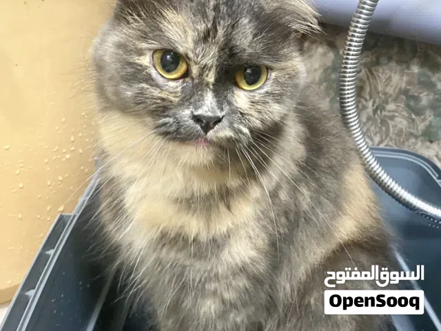 Scottish fold free....